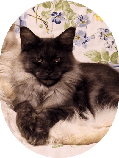 asgard giants gatil maine coon raça mainecoon gato gatos filhote gatinho kitty kiten cat cats criador criação