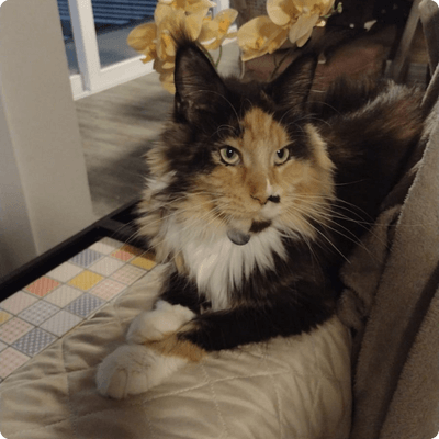 asgard giants gatil maine coon raça mainecoon gato gatos filhote gatinho kitty kiten cat cats criador criação