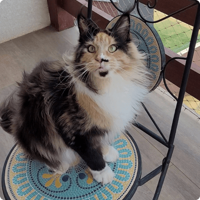 asgard giants gatil maine coon raça mainecoon gato gatos filhote gatinho kitty kiten cat cats criador criação
