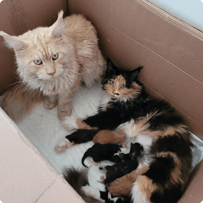 asgard giants gatil maine coon raça mainecoon gato gatos filhote gatinho kitty kiten cat cats criador criação