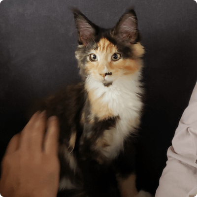 asgard giants gatil maine coon raça mainecoon gato gatos filhote gatinho kitty kiten cat cats criador criação