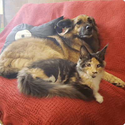 asgard giants gatil maine coon raça mainecoon gato gatos filhote gatinho kitty kiten cat cats criador criação