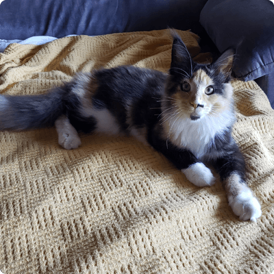 asgard giants gatil maine coon raça mainecoon gato gatos filhote gatinho kitty kiten cat cats criador criação