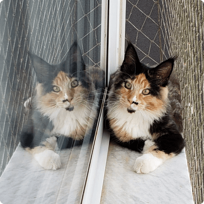 asgard giants gatil maine coon raça mainecoon gato gatos filhote gatinho kitty kiten cat cats criador criação