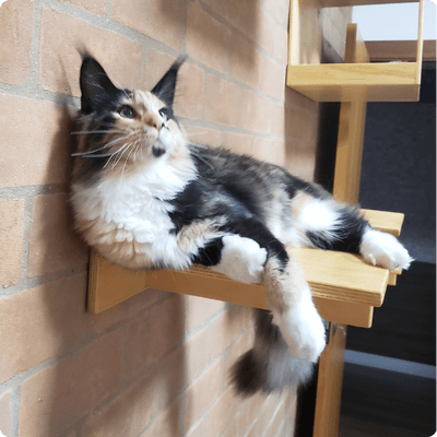 asgard giants gatil maine coon raça mainecoon gato gatos filhote gatinho kitty kiten cat cats criador criação