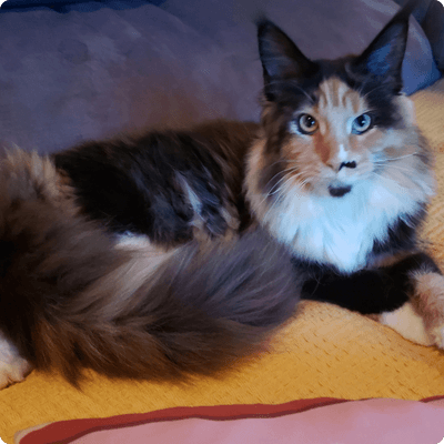 asgard giants gatil maine coon raça mainecoon gato gatos filhote gatinho kitty kiten cat cats criador criação