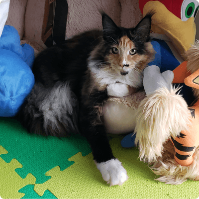 asgard giants gatil maine coon raça mainecoon gato gatos filhote gatinho kitty kiten cat cats criador criação