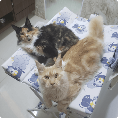 asgard giants gatil maine coon raça mainecoon gato gatos filhote gatinho kitty kiten cat cats criador criação