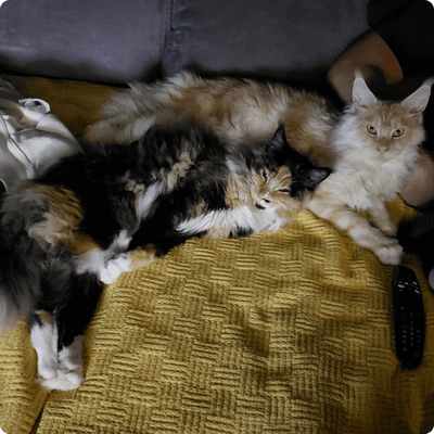asgard giants gatil maine coon raça mainecoon gato gatos filhote gatinho kitty kiten cat cats criador criação