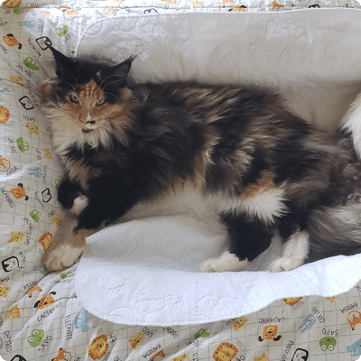 asgard giants gatil maine coon raça mainecoon gato gatos filhote gatinho kitty kiten cat cats criador criação