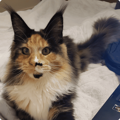 asgard giants gatil maine coon raça mainecoon gato gatos filhote gatinho kitty kiten cat cats criador criação
