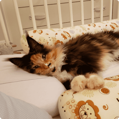 asgard giants gatil maine coon raça mainecoon gato gatos filhote gatinho kitty kiten cat cats criador criação