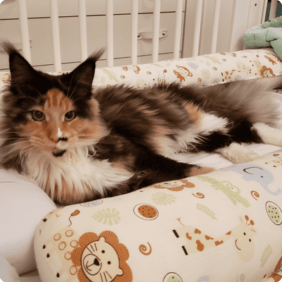 asgard giants gatil maine coon raça mainecoon gato gatos filhote gatinho kitty kiten cat cats criador criação