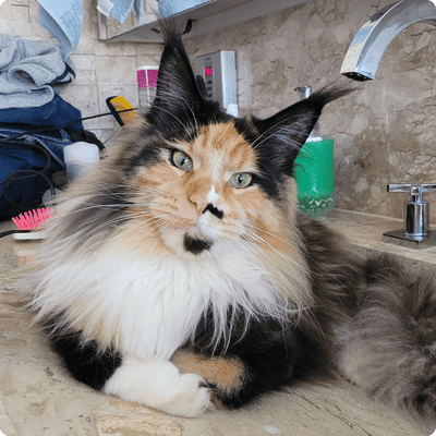 asgard giants gatil maine coon raça mainecoon gato gatos filhote gatinho kitty kiten cat cats criador criação