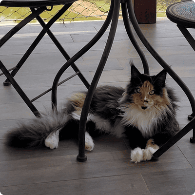 asgard giants gatil maine coon raça mainecoon gato gatos filhote gatinho kitty kiten cat cats criador criação