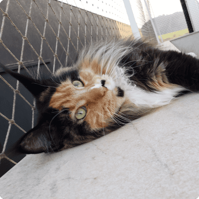 asgard giants gatil maine coon raça mainecoon gato gatos filhote gatinho kitty kiten cat cats criador criação