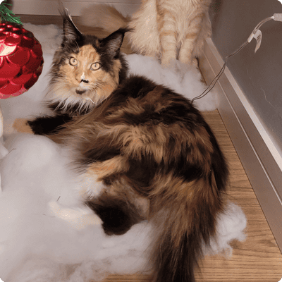 asgard giants gatil maine coon raça mainecoon gato gatos filhote gatinho kitty kiten cat cats criador criação