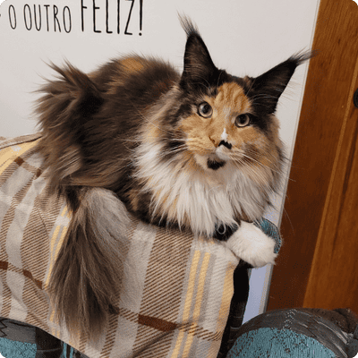 asgard giants gatil maine coon raça mainecoon gato gatos filhote gatinho kitty kiten cat cats criador criação