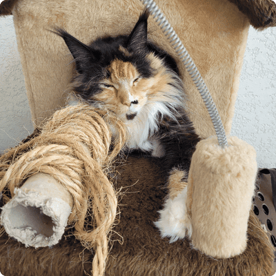 asgard giants gatil maine coon raça mainecoon gato gatos filhote gatinho kitty kiten cat cats criador criação