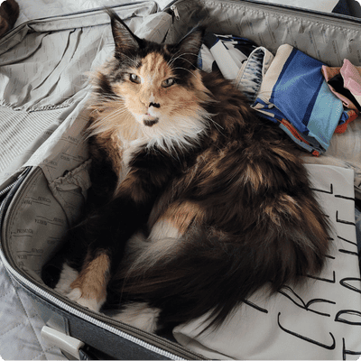 asgard giants gatil maine coon raça mainecoon gato gatos filhote gatinho kitty kiten cat cats criador criação