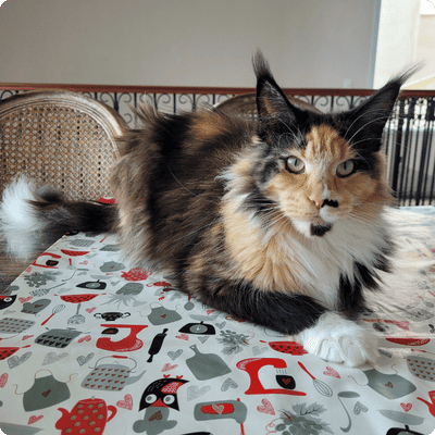 asgard giants gatil maine coon raça mainecoon gato gatos filhote gatinho kitty kiten cat cats criador criação