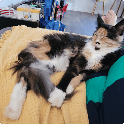 asgard giants gatil maine coon raça mainecoon gato gatos filhote gatinho kitty kiten cat cats criador criação