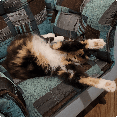 asgard giants gatil maine coon raça mainecoon gato gatos filhote gatinho kitty kiten cat cats criador criação