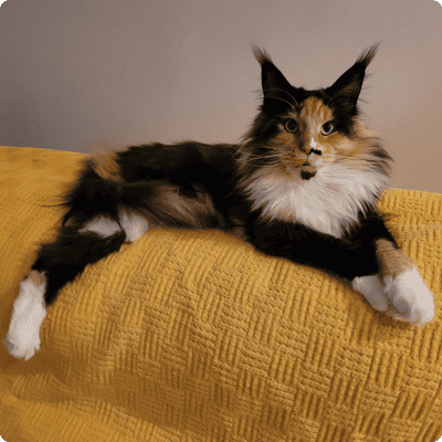 asgard giants gatil maine coon raça mainecoon gato gatos filhote gatinho kitty kiten cat cats criador criação