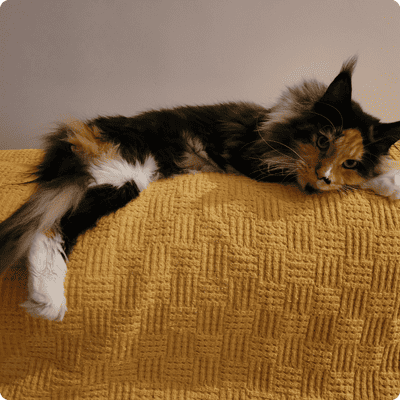 asgard giants gatil maine coon raça mainecoon gato gatos filhote gatinho kitty kiten cat cats criador criação