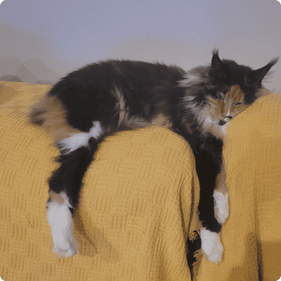 asgard giants gatil maine coon raça mainecoon gato gatos filhote gatinho kitty kiten cat cats criador criação