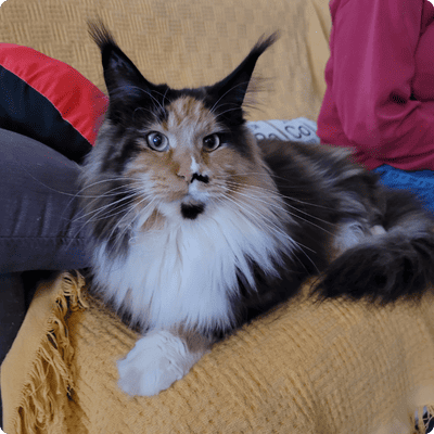 asgard giants gatil maine coon raça mainecoon gato gatos filhote gatinho kitty kiten cat cats criador criação