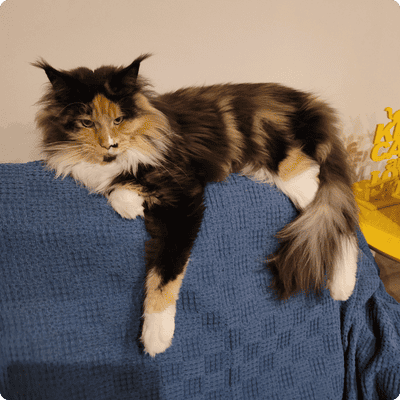 asgard giants gatil maine coon raça mainecoon gato gatos filhote gatinho kitty kiten cat cats criador criação