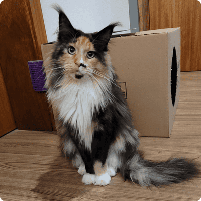 asgard giants gatil maine coon raça mainecoon gato gatos filhote gatinho kitty kiten cat cats criador criação