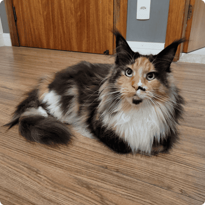 asgard giants gatil maine coon raça mainecoon gato gatos filhote gatinho kitty kiten cat cats criador criação