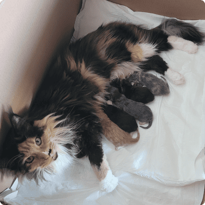 asgard giants gatil maine coon raça mainecoon gato gatos filhote gatinho kitty kiten cat cats criador criação