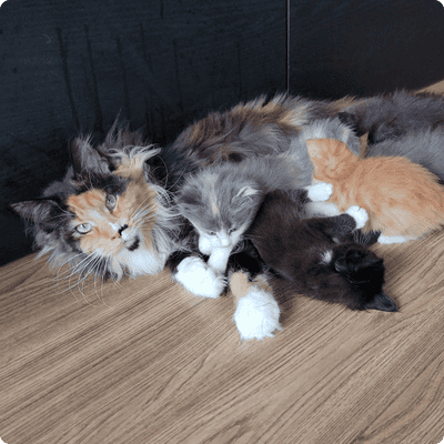 asgard giants gatil maine coon raça mainecoon gato gatos filhote gatinho kitty kiten cat cats criador criação
