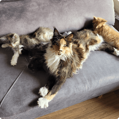 asgard giants gatil maine coon raça mainecoon gato gatos filhote gatinho kitty kiten cat cats criador criação