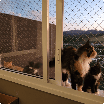 asgard giants gatil maine coon raça mainecoon gato gatos filhote gatinho kitty kiten cat cats criador criação