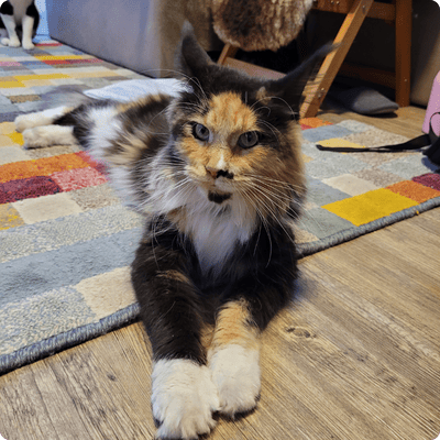asgard giants gatil maine coon raça mainecoon gato gatos filhote gatinho kitty kiten cat cats criador criação