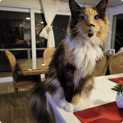 asgard giants gatil maine coon raça mainecoon gato gatos filhote gatinho kitty kiten cat cats criador criação