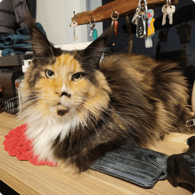 asgard giants gatil maine coon raça mainecoon gato gatos filhote gatinho kitty kiten cat cats criador criação