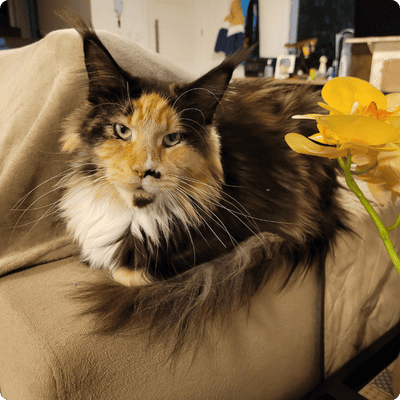 asgard giants gatil maine coon raça mainecoon gato gatos filhote gatinho kitty kiten cat cats criador criação