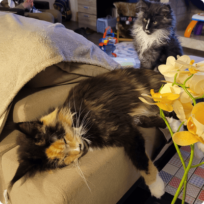 asgard giants gatil maine coon raça mainecoon gato gatos filhote gatinho kitty kiten cat cats criador criação