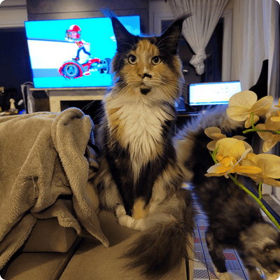 asgard giants gatil maine coon raça mainecoon gato gatos filhote gatinho kitty kiten cat cats criador criação