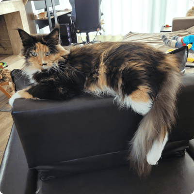 asgard giants gatil maine coon raça mainecoon gato gatos filhote gatinho kitty kiten cat cats criador criação