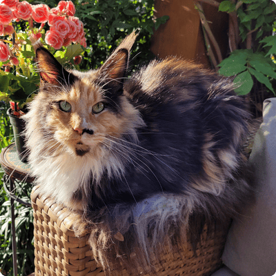asgard giants gatil maine coon raça mainecoon gato gatos filhote gatinho kitty kiten cat cats criador criação