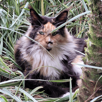 asgard giants gatil maine coon raça mainecoon gato gatos filhote gatinho kitty kiten cat cats criador criação
