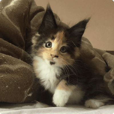 asgard giants gatil maine coon raça mainecoon gato gatos filhote gatinho kitty kiten cat cats criador criação