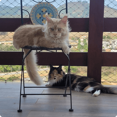 asgard giants gatil maine coon raça mainecoon gato gatos filhote gatinho kitty kiten cat cats criador criação
