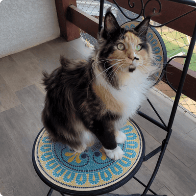asgard giants gatil maine coon raça mainecoon gato gatos filhote gatinho kitty kiten cat cats criador criação